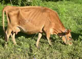 mini Jersey dam Aster