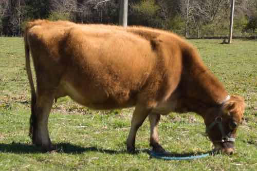 mini Jersey cow Clara