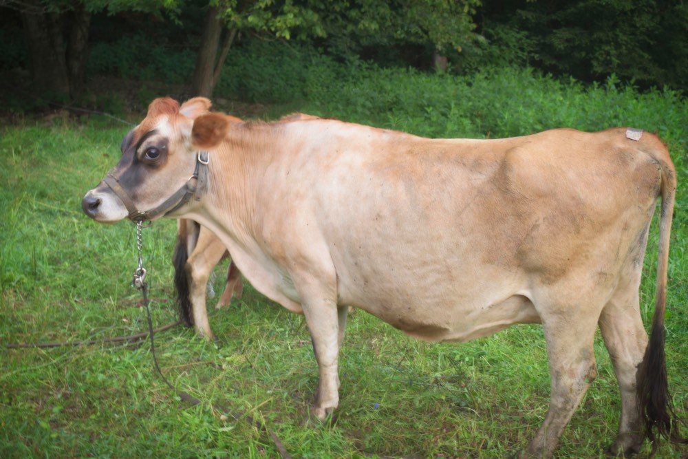 mini jersey dam, Emerald