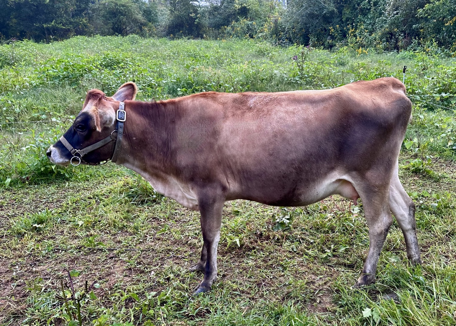 mini Jersey heifer Gemma