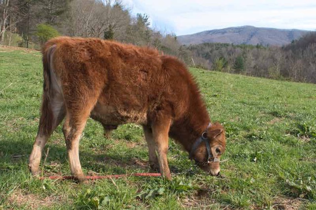 Previous Blue Mill Meadows mini Jersey herdsire, Titus