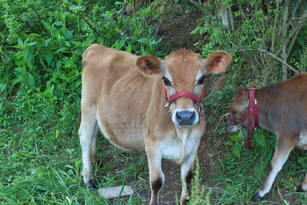 mini Jersey cow Goldie