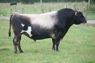 AI herdsire, NZ bull Zeus