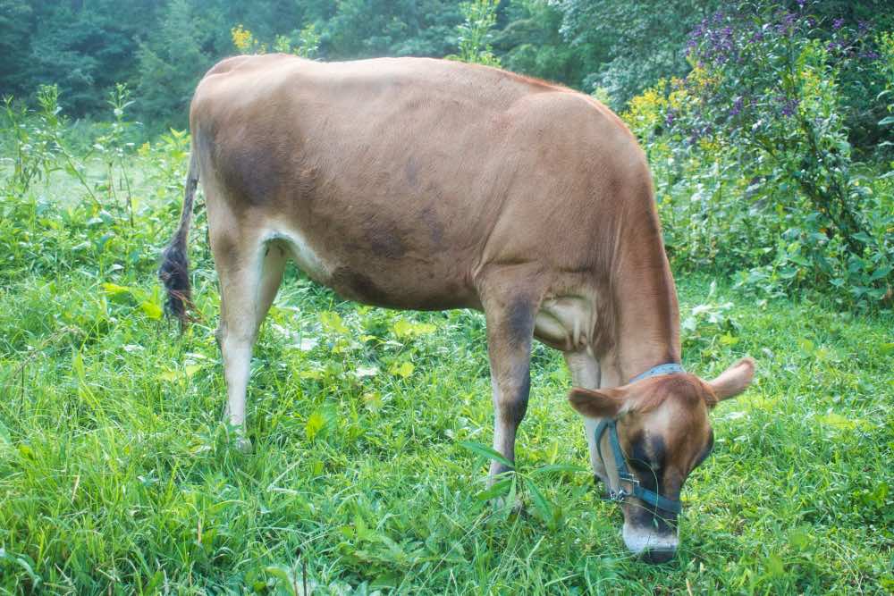 mini Jersey cow Jewel