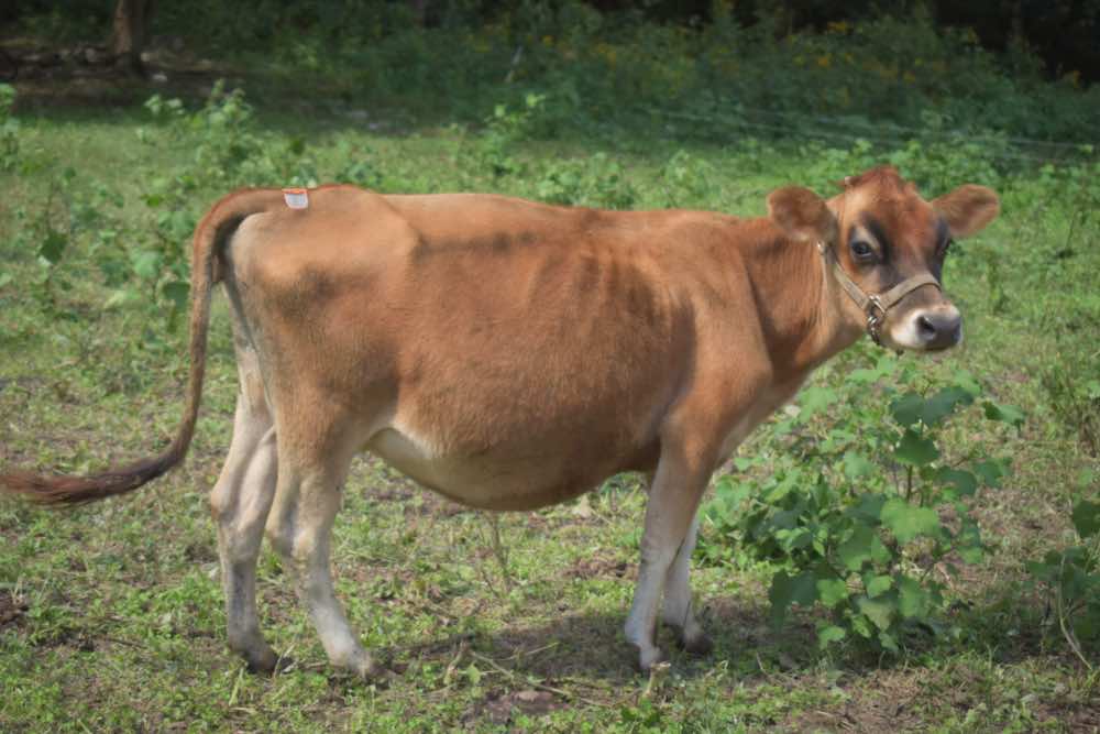 mini Jersey heifer Violet