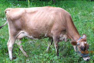 mini jersey dam Molly