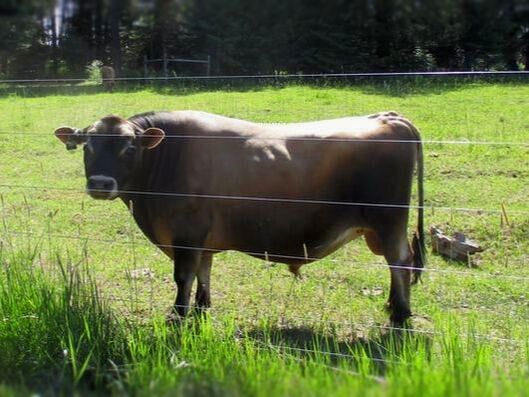 mini jersey AI sire Northwoods Vanguard