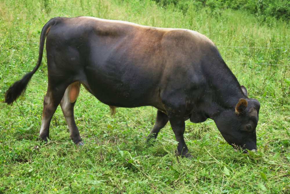 7th BMM herdsire, Terrific