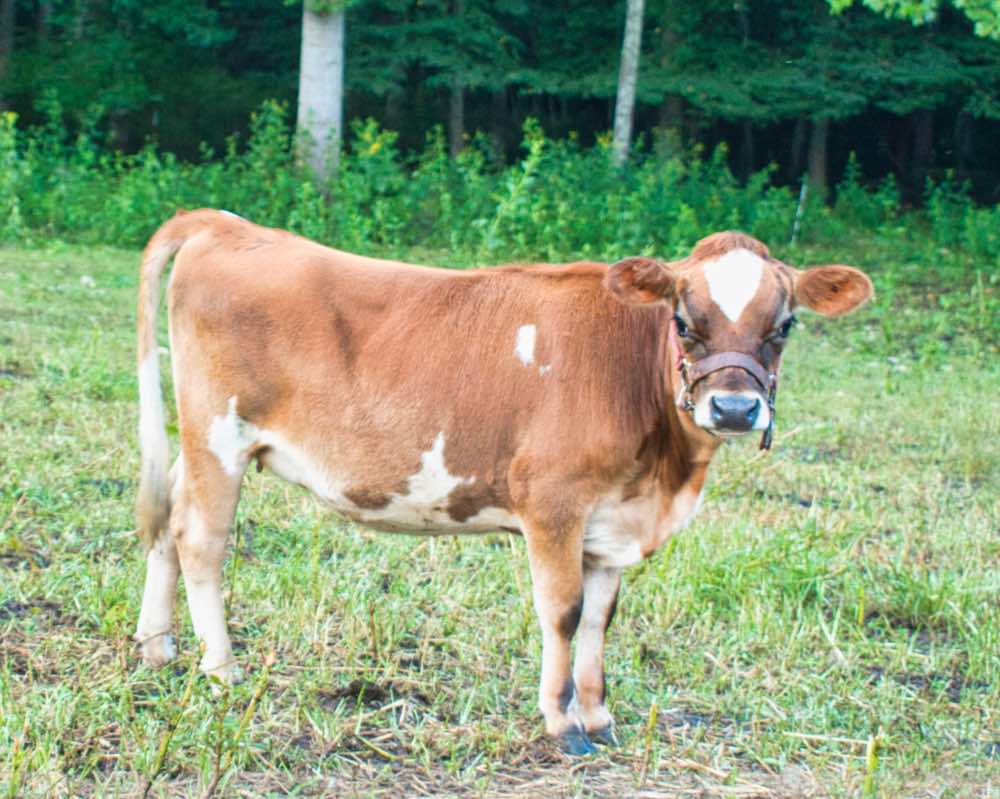 mini Jersey heifer Sapphire