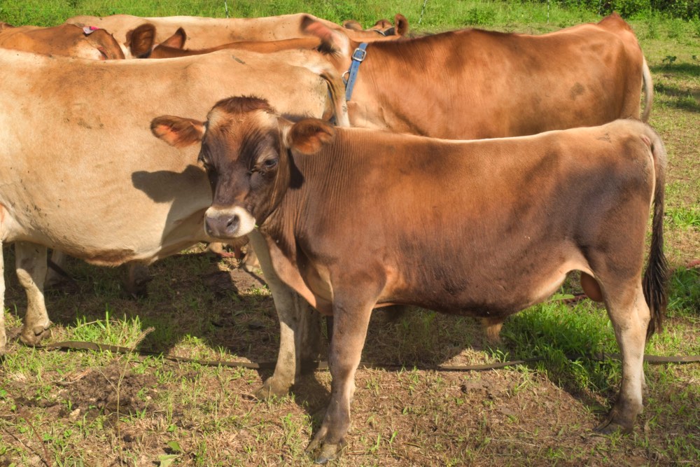 mini jersey sire Silver