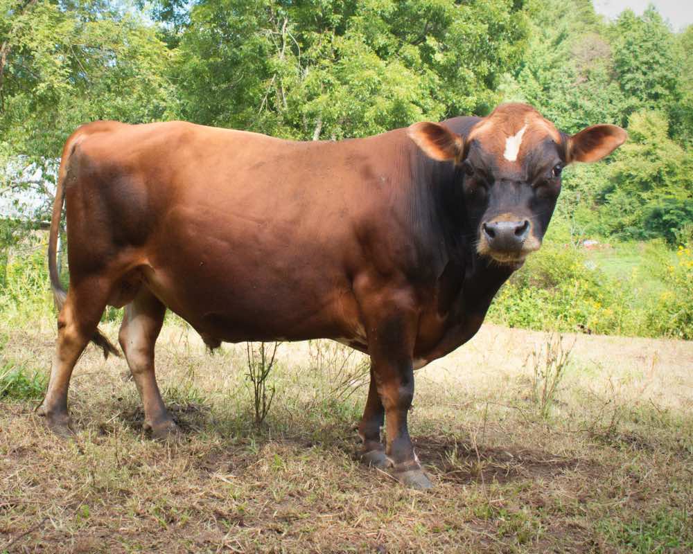 7th BMM herdsire, Terrific