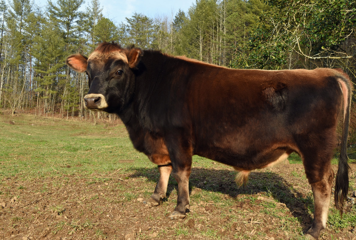 2nd herdsire from BMM, Titus