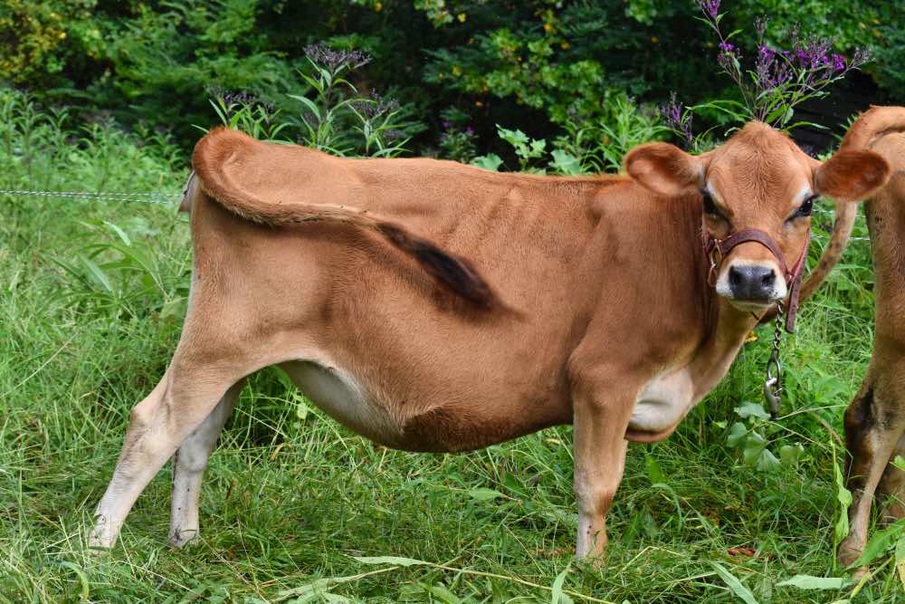 mini Jersey cow Ginseng