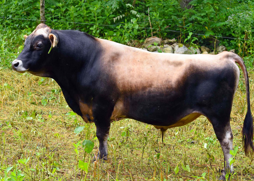 3rd BMM herdsire, Maximus