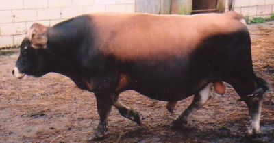 mini Jersey sire, Titus