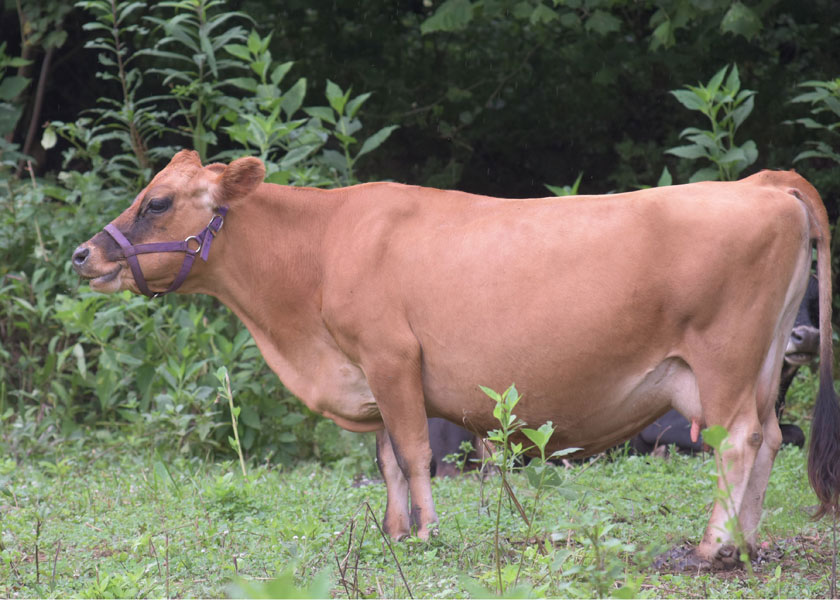 mini jersey dam, Snap